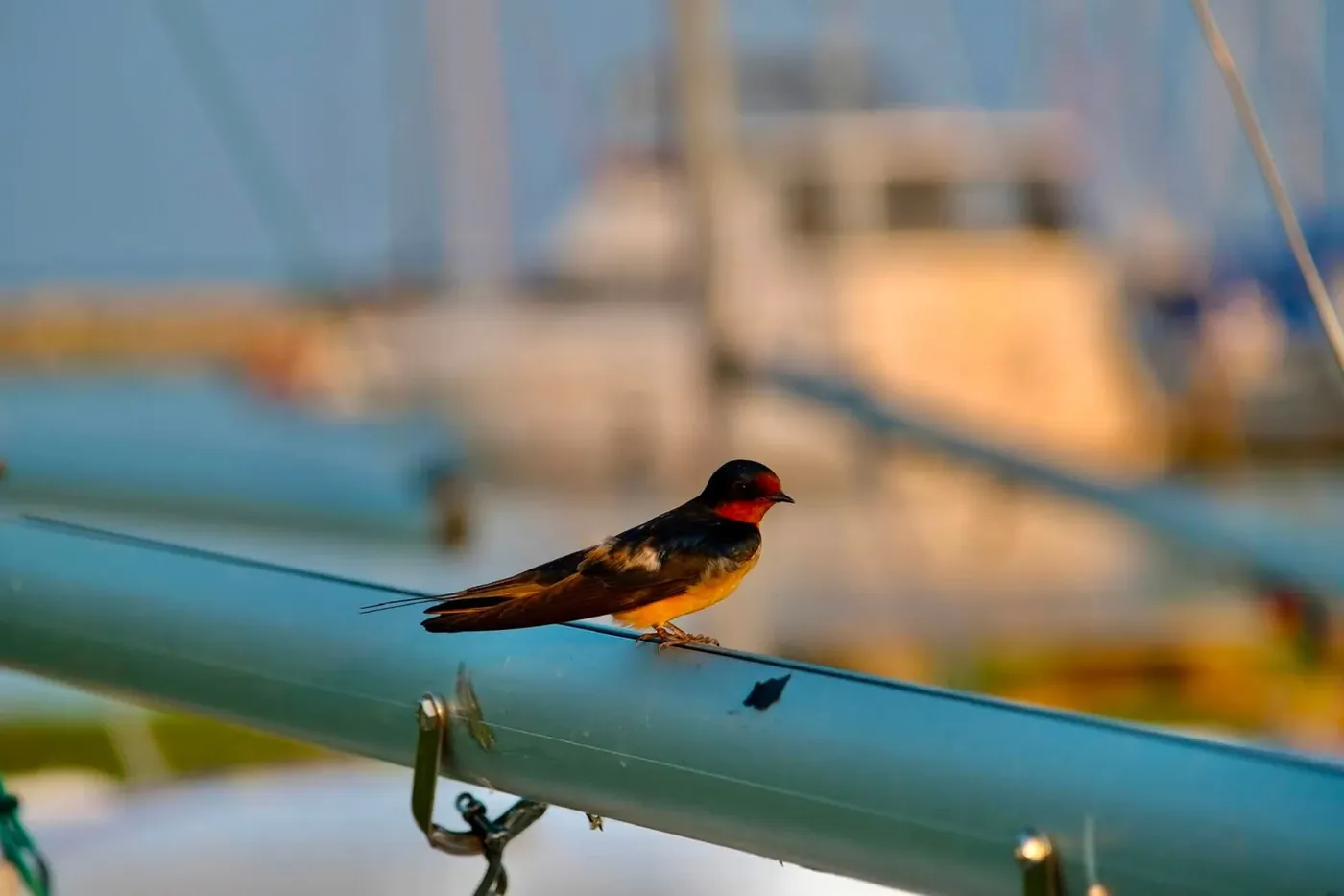 A small bird in sharp focus on a harbour railing with boats blurred behind it